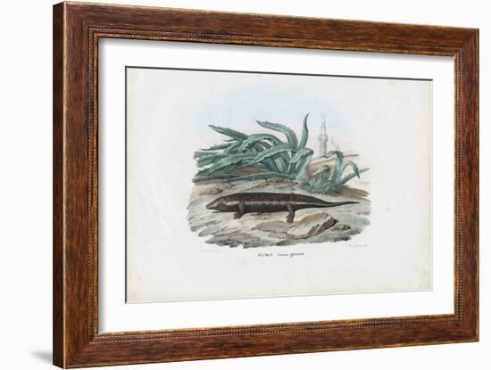 Skink, 1863-79-Raimundo Petraroja-Framed Giclee Print