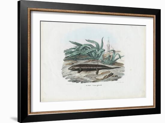 Skink, 1863-79-Raimundo Petraroja-Framed Giclee Print