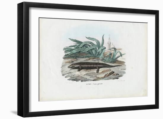 Skink, 1863-79-Raimundo Petraroja-Framed Giclee Print