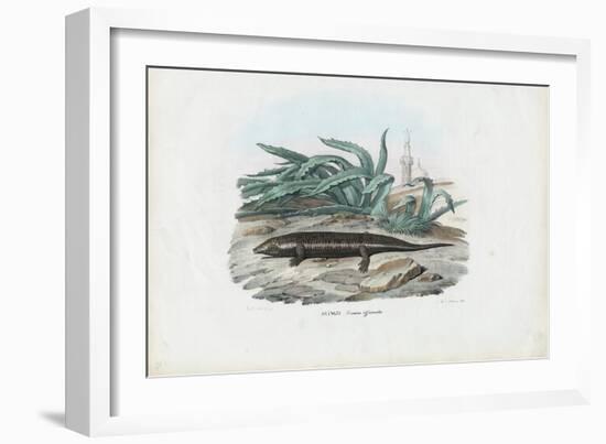 Skink, 1863-79-Raimundo Petraroja-Framed Giclee Print