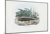 Skink, 1863-79-Raimundo Petraroja-Mounted Giclee Print