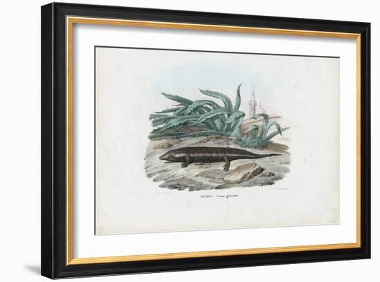 Skink, 1863-79-Raimundo Petraroja-Framed Giclee Print