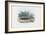 Skink, 1863-79-Raimundo Petraroja-Framed Giclee Print