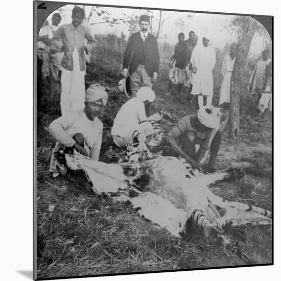 Skinning a Dead Tiger, Shoot of the Maharajah of Cooch Behar, India, C1900s-Underwood & Underwood-Mounted Photographic Print