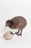 A baby kiwi bird chick next to the egg that he hatched from-Skip Brown-Premier Image Canvas