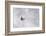 Skipiste, Snow, Skispuren, Skiers, Tree Austria-Roland T.-Framed Photographic Print