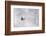 Skipiste, Snow, Skispuren, Skiers, Tree Austria-Roland T.-Framed Photographic Print