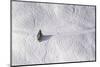 Skipiste, Snow, Skispuren, Skiers, Tree Austria-Roland T.-Mounted Photographic Print