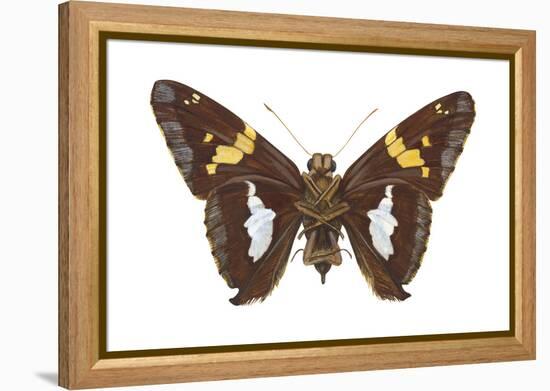 Skipper Butterfly - Underside (Epargyreus Clarus), Silver-Spotted Skipper, Insects-Encyclopaedia Britannica-Framed Stretched Canvas