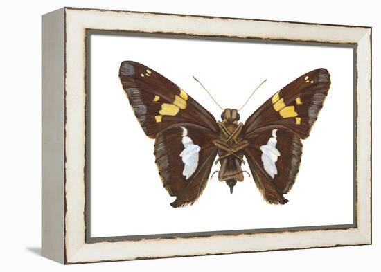 Skipper Butterfly - Underside (Epargyreus Clarus), Silver-Spotted Skipper, Insects-Encyclopaedia Britannica-Framed Stretched Canvas