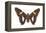 Skipper Butterfly - Underside (Epargyreus Clarus), Silver-Spotted Skipper, Insects-Encyclopaedia Britannica-Framed Stretched Canvas