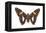 Skipper Butterfly - Underside (Epargyreus Clarus), Silver-Spotted Skipper, Insects-Encyclopaedia Britannica-Framed Stretched Canvas