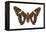 Skipper Butterfly - Underside (Epargyreus Clarus), Silver-Spotted Skipper, Insects-Encyclopaedia Britannica-Framed Stretched Canvas