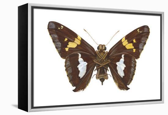 Skipper Butterfly - Underside (Epargyreus Clarus), Silver-Spotted Skipper, Insects-Encyclopaedia Britannica-Framed Stretched Canvas