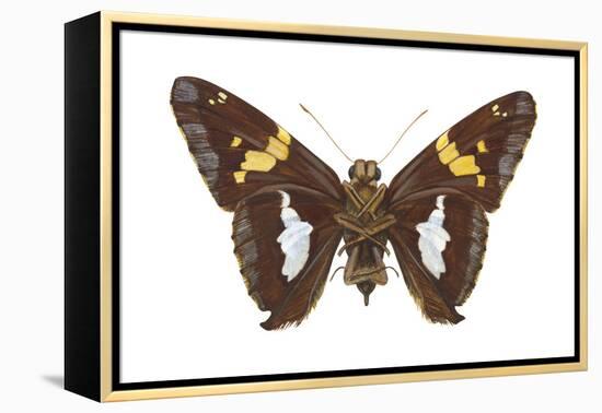 Skipper Butterfly - Underside (Epargyreus Clarus), Silver-Spotted Skipper, Insects-Encyclopaedia Britannica-Framed Stretched Canvas