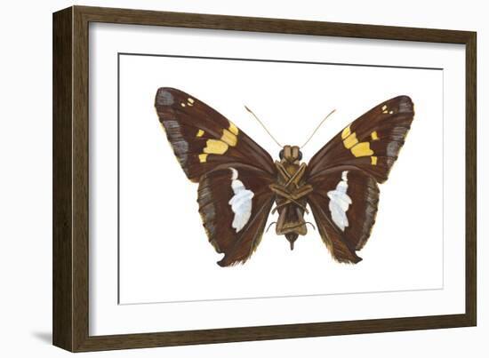 Skipper Butterfly - Underside (Epargyreus Clarus), Silver-Spotted Skipper, Insects-Encyclopaedia Britannica-Framed Art Print