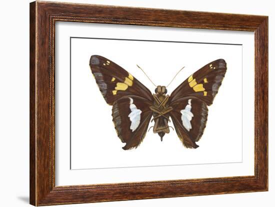 Skipper Butterfly - Underside (Epargyreus Clarus), Silver-Spotted Skipper, Insects-Encyclopaedia Britannica-Framed Art Print