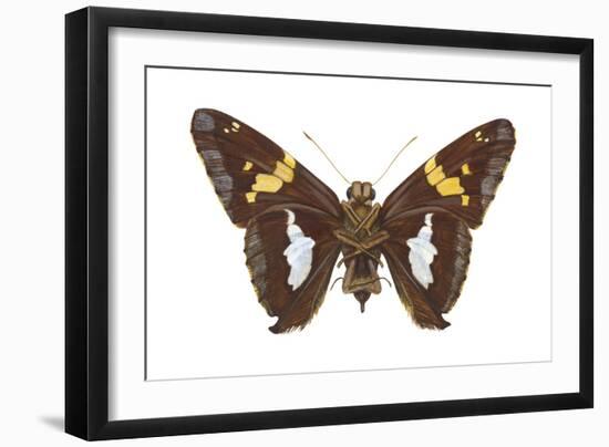 Skipper Butterfly - Underside (Epargyreus Clarus), Silver-Spotted Skipper, Insects-Encyclopaedia Britannica-Framed Art Print