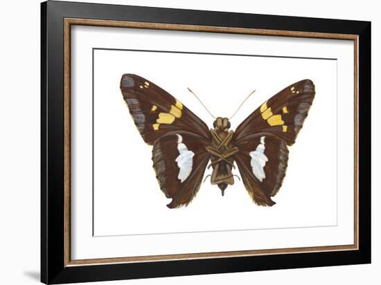 Skipper Butterfly - Underside (Epargyreus Clarus), Silver-Spotted Skipper, Insects-Encyclopaedia Britannica-Framed Art Print