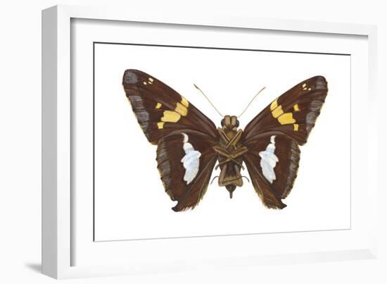 Skipper Butterfly - Underside (Epargyreus Clarus), Silver-Spotted Skipper, Insects-Encyclopaedia Britannica-Framed Art Print