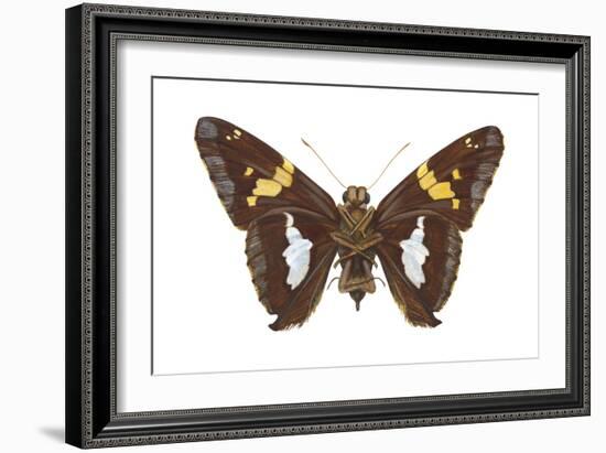 Skipper Butterfly - Underside (Epargyreus Clarus), Silver-Spotted Skipper, Insects-Encyclopaedia Britannica-Framed Art Print
