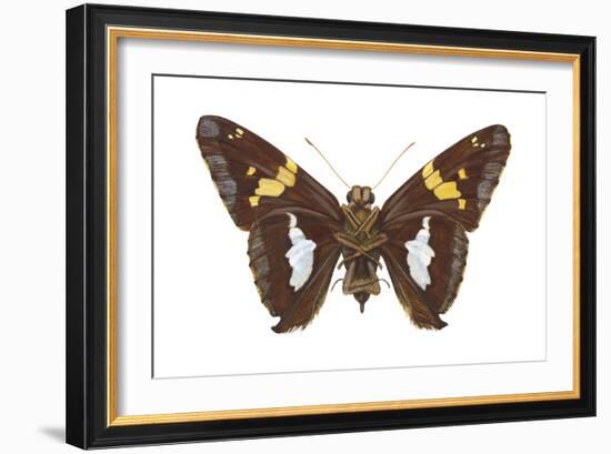 Skipper Butterfly - Underside (Epargyreus Clarus), Silver-Spotted Skipper, Insects-Encyclopaedia Britannica-Framed Art Print