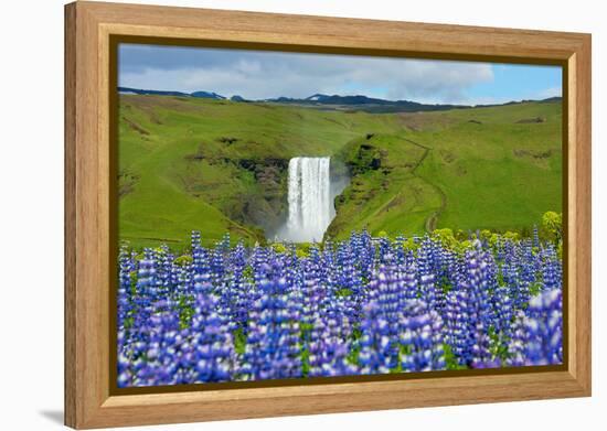 Skogafoss, Lupins in the Foreground-Catharina Lux-Framed Premier Image Canvas