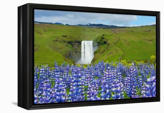 Skogafoss, Lupins in the Foreground-Catharina Lux-Framed Premier Image Canvas