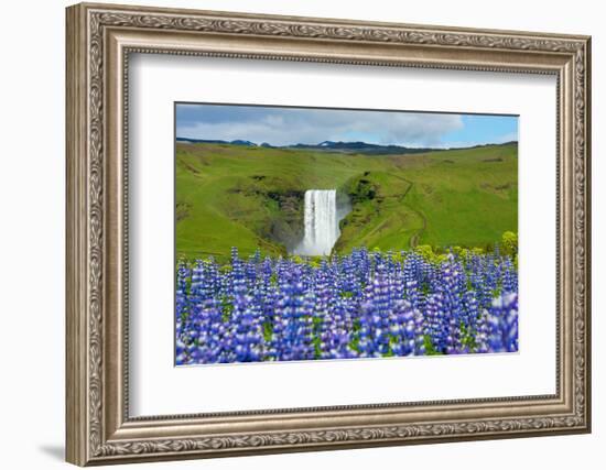 Skogafoss, Lupins in the Foreground-Catharina Lux-Framed Photographic Print