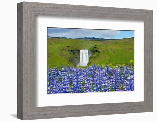 Skogafoss, Lupins in the Foreground-Catharina Lux-Framed Photographic Print