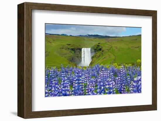 Skogafoss, Lupins in the Foreground-Catharina Lux-Framed Photographic Print