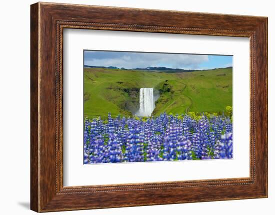 Skogafoss, Lupins in the Foreground-Catharina Lux-Framed Photographic Print