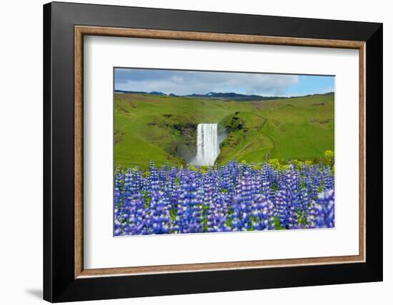 Skogafoss, Lupins in the Foreground-Catharina Lux-Framed Photographic Print