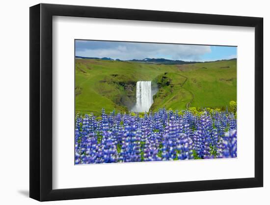 Skogafoss, Lupins in the Foreground-Catharina Lux-Framed Photographic Print