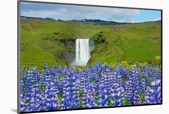 Skogafoss, Lupins in the Foreground-Catharina Lux-Mounted Photographic Print