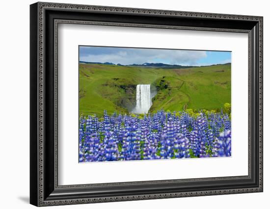 Skogafoss, Lupins in the Foreground-Catharina Lux-Framed Photographic Print