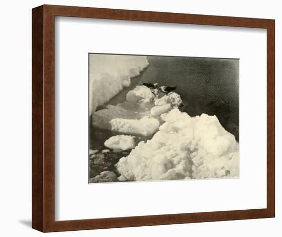 'Skua Gulls at the Ice-Edge', c1908, (1909)-Unknown-Framed Photographic Print