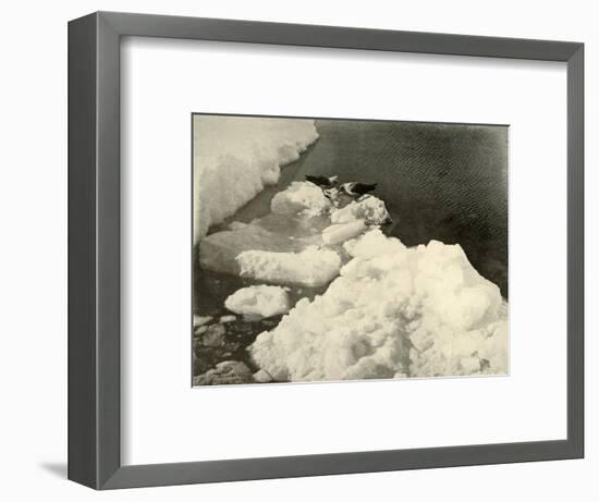 'Skua Gulls at the Ice-Edge', c1908, (1909)-Unknown-Framed Photographic Print