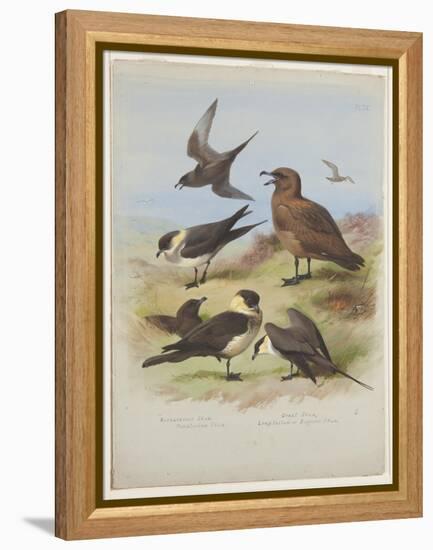 Skuas, C.1915 (W/C & Bodycolour over Pencil on Paper)-Archibald Thorburn-Framed Premier Image Canvas