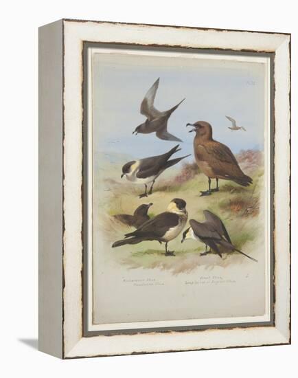 Skuas, C.1915 (W/C & Bodycolour over Pencil on Paper)-Archibald Thorburn-Framed Premier Image Canvas