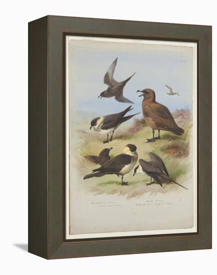 Skuas, C.1915 (W/C & Bodycolour over Pencil on Paper)-Archibald Thorburn-Framed Premier Image Canvas