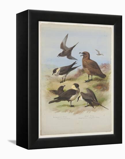 Skuas, C.1915 (W/C & Bodycolour over Pencil on Paper)-Archibald Thorburn-Framed Premier Image Canvas