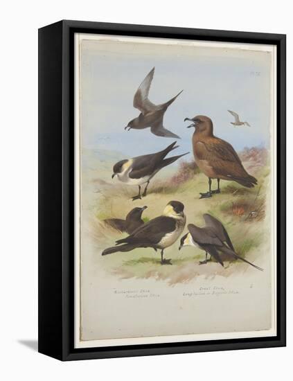 Skuas, C.1915 (W/C & Bodycolour over Pencil on Paper)-Archibald Thorburn-Framed Premier Image Canvas