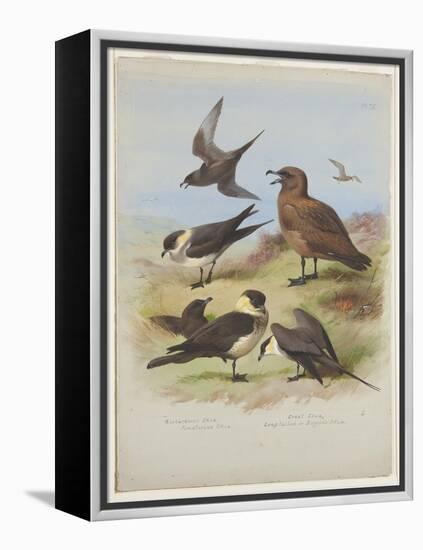 Skuas, C.1915 (W/C & Bodycolour over Pencil on Paper)-Archibald Thorburn-Framed Premier Image Canvas