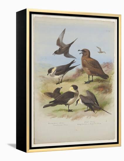 Skuas, C.1915 (W/C & Bodycolour over Pencil on Paper)-Archibald Thorburn-Framed Premier Image Canvas