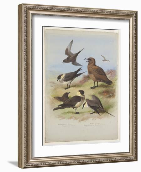 Skuas, C.1915 (W/C & Bodycolour over Pencil on Paper)-Archibald Thorburn-Framed Giclee Print