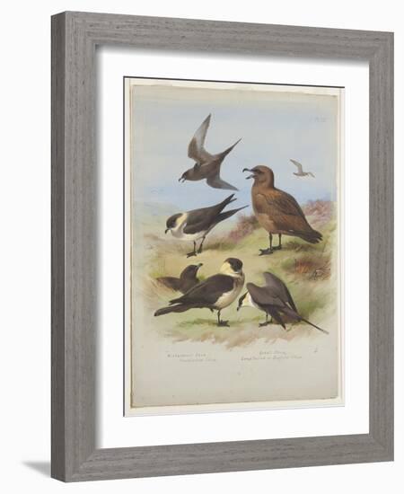 Skuas, C.1915 (W/C & Bodycolour over Pencil on Paper)-Archibald Thorburn-Framed Giclee Print