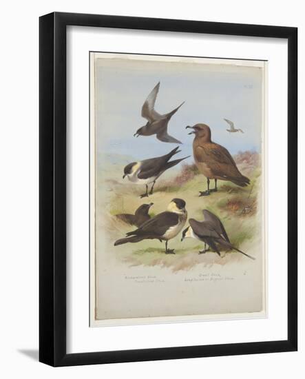 Skuas, C.1915 (W/C & Bodycolour over Pencil on Paper)-Archibald Thorburn-Framed Giclee Print