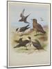 Skuas, C.1915 (W/C & Bodycolour over Pencil on Paper)-Archibald Thorburn-Mounted Giclee Print