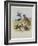 Skuas, C.1915 (W/C & Bodycolour over Pencil on Paper)-Archibald Thorburn-Framed Giclee Print